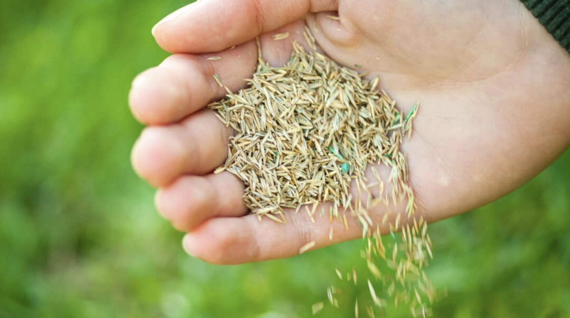 Overseed_Your_Lawn