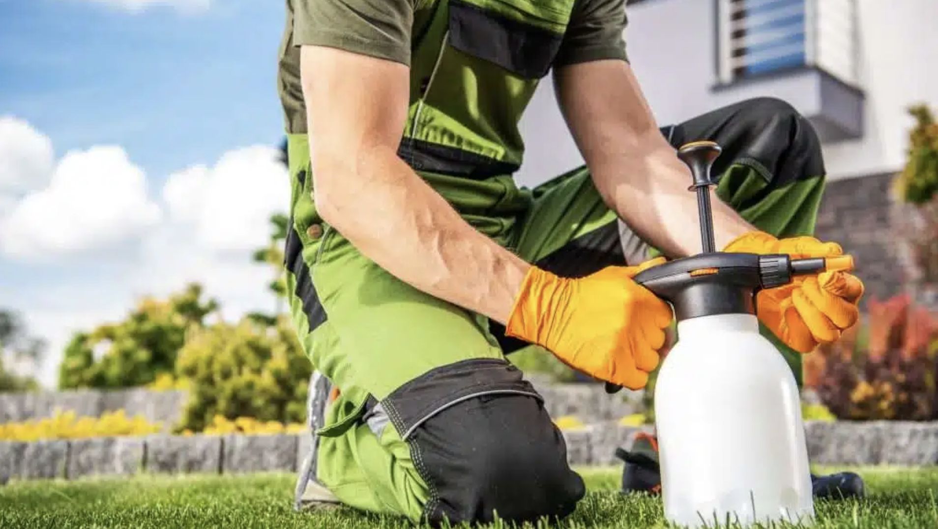 Prevent_Lawn_Diseases