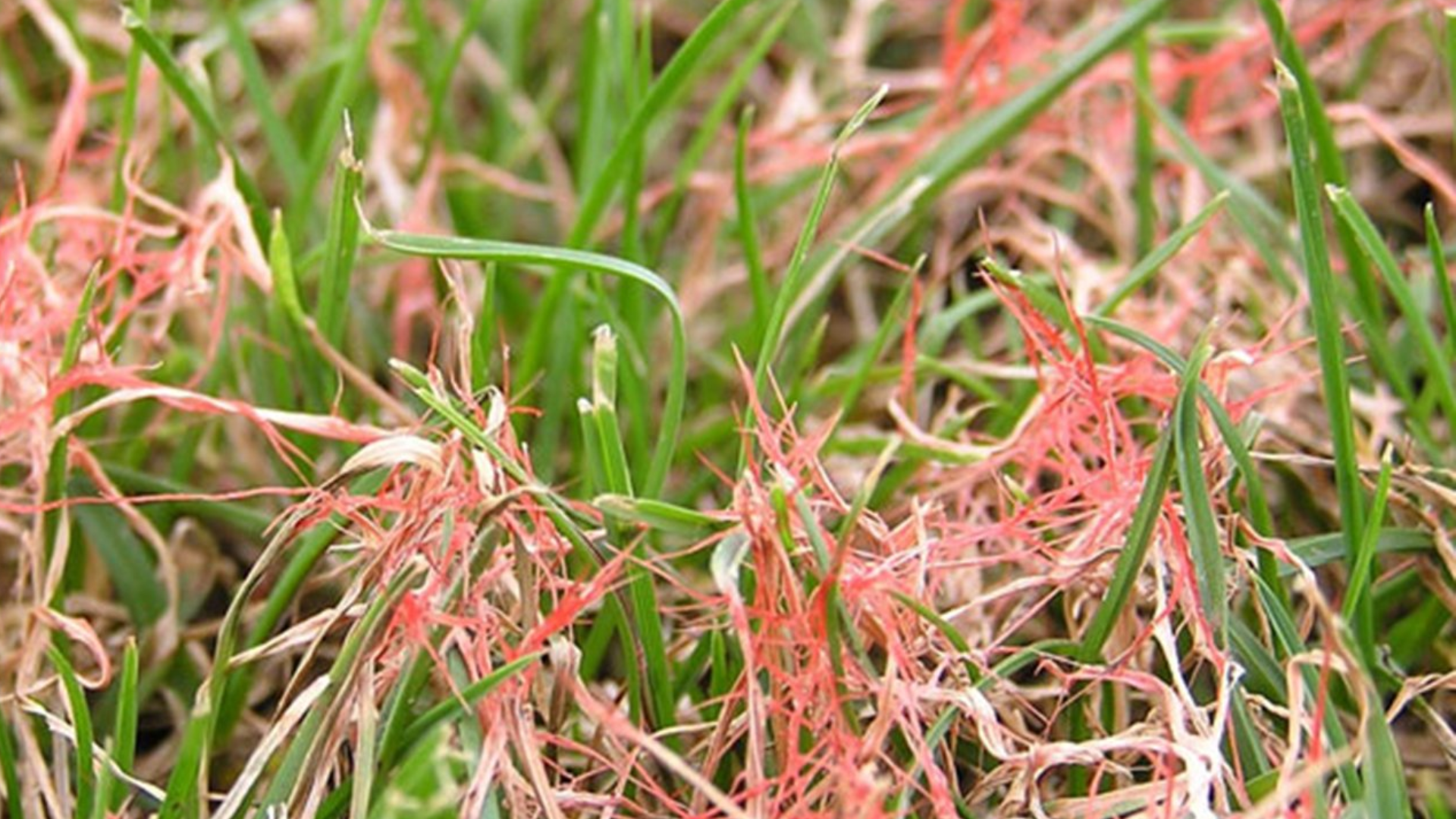 What_Is_Red_Thread_Lawn_Disease