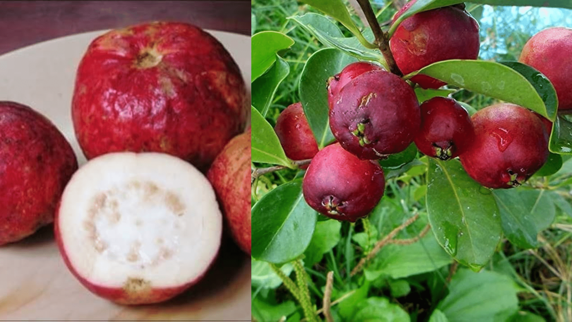 Apple_Guava