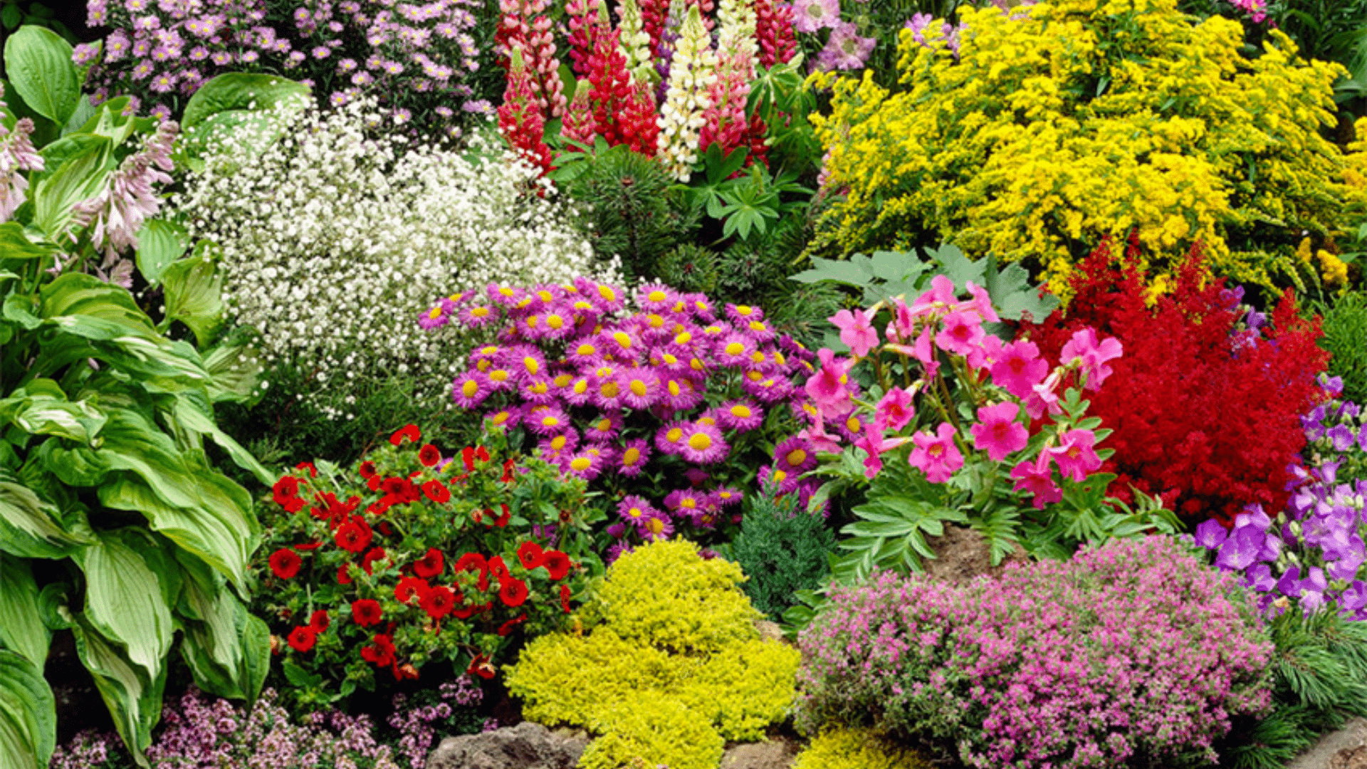 Astilbes
