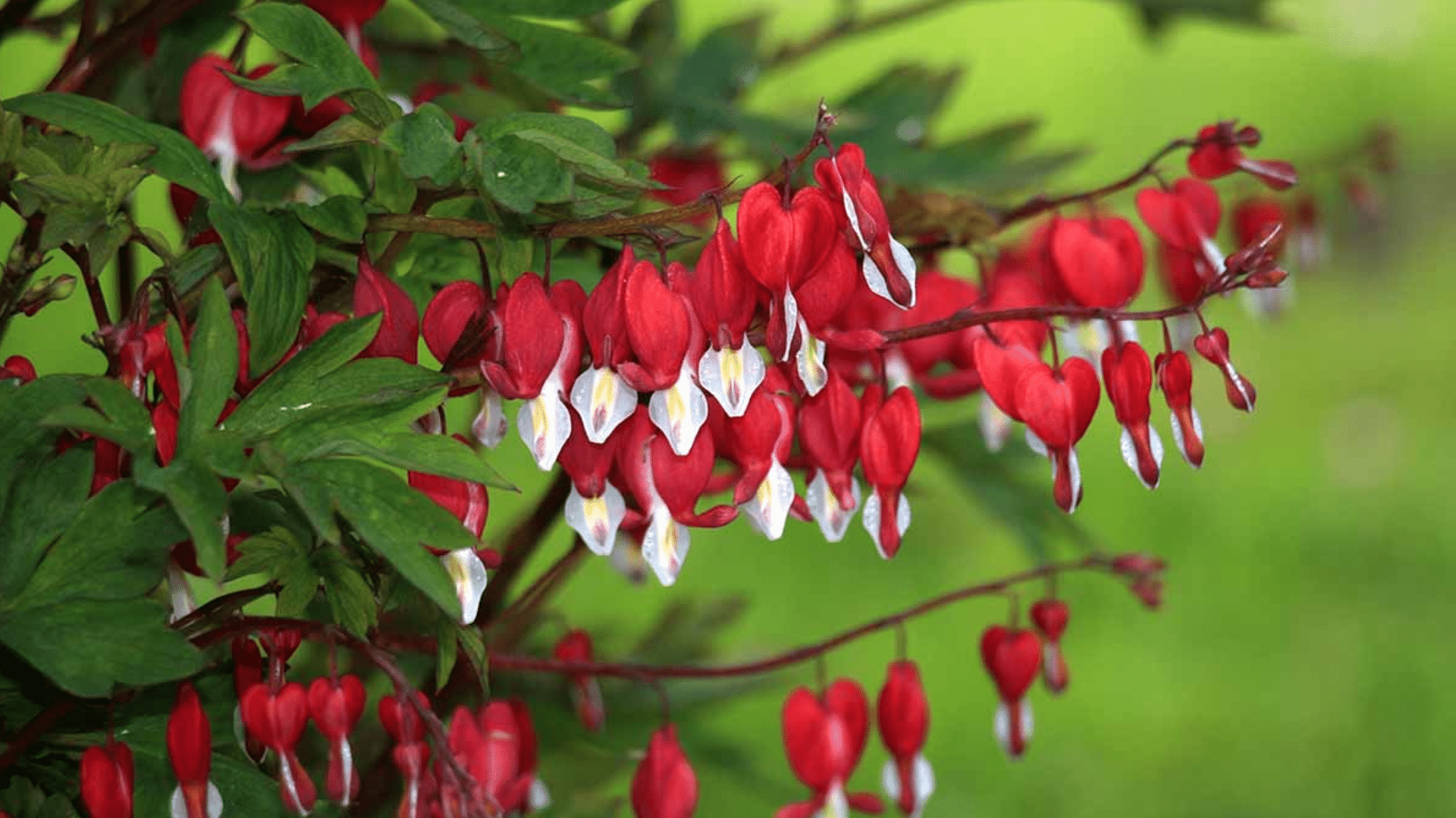 Bleeding_Heart_Dicentra