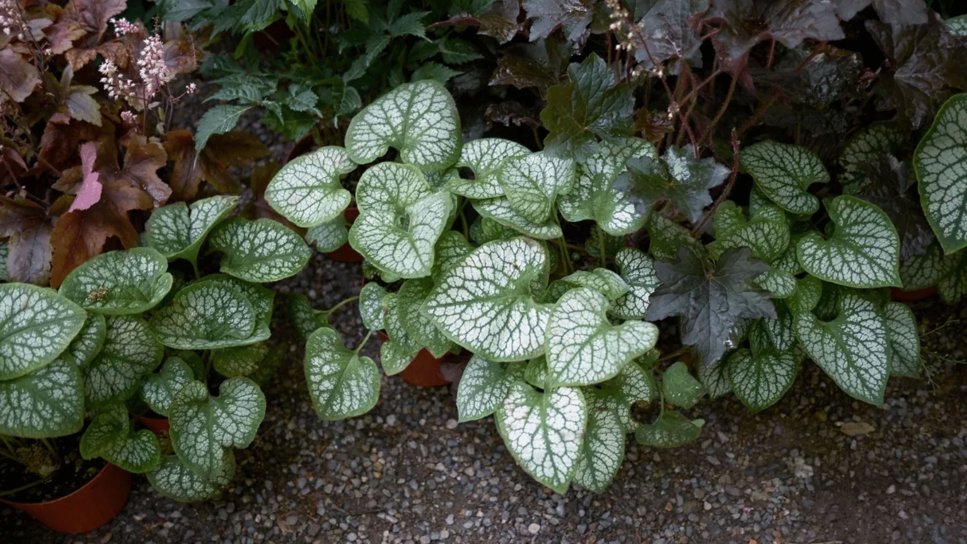 Brunnera_False_Forget-Me-Not