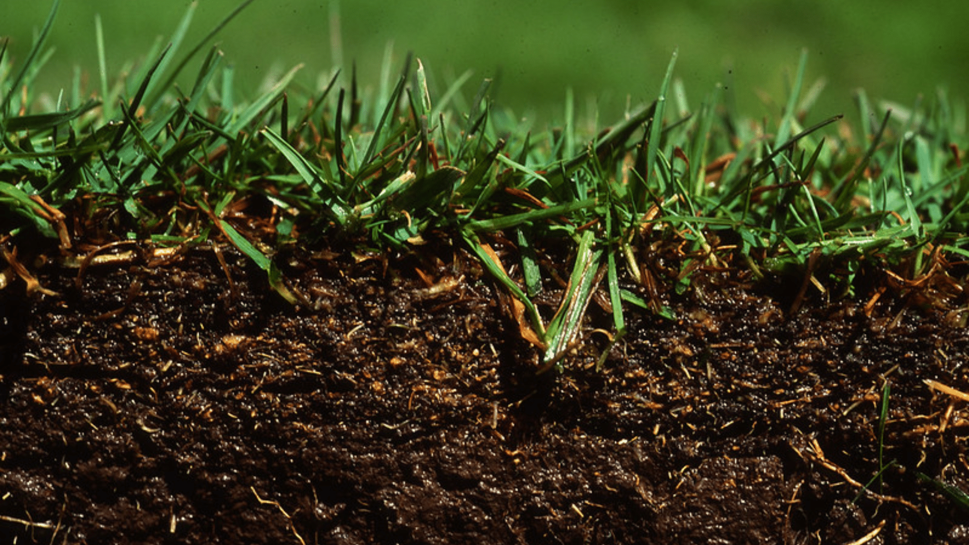 Can Grass Grow Through Topsoil