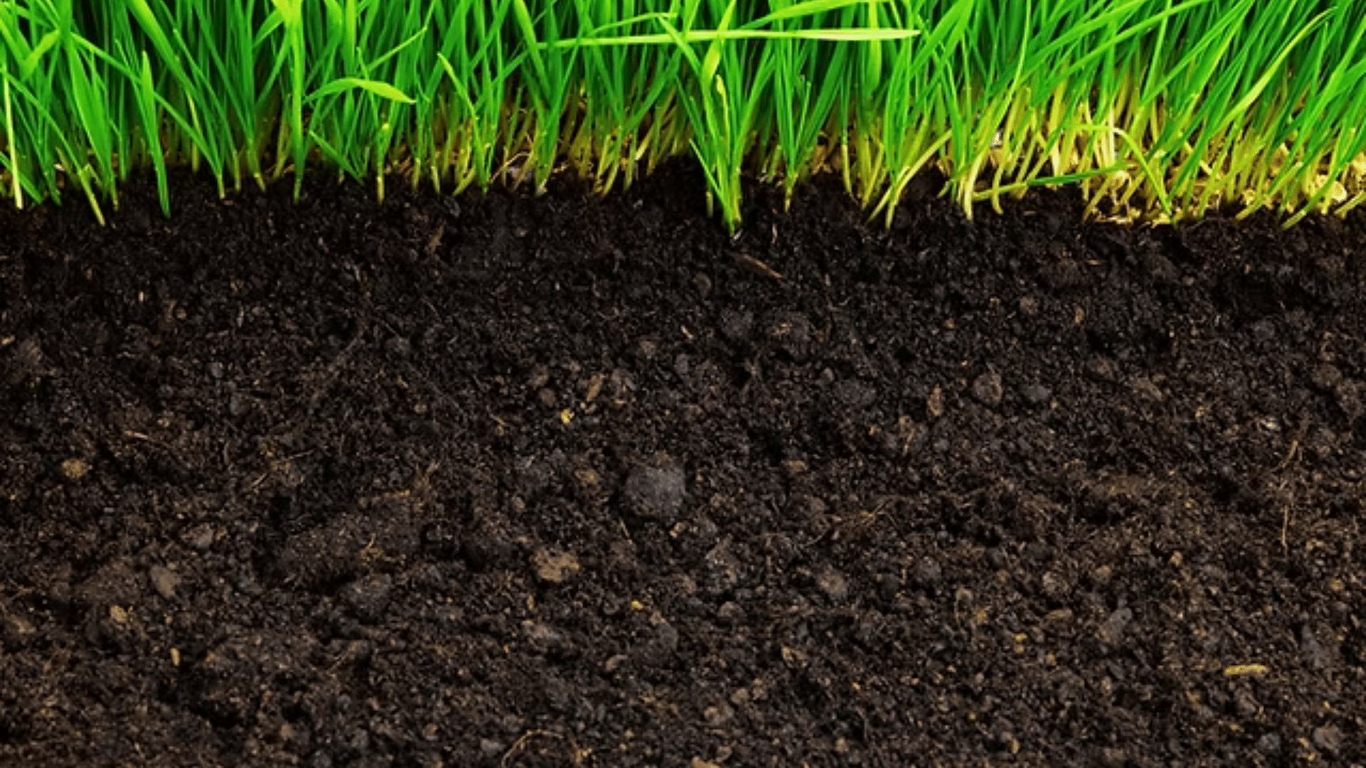 Can_Grass_Grow_Through_Topsoil