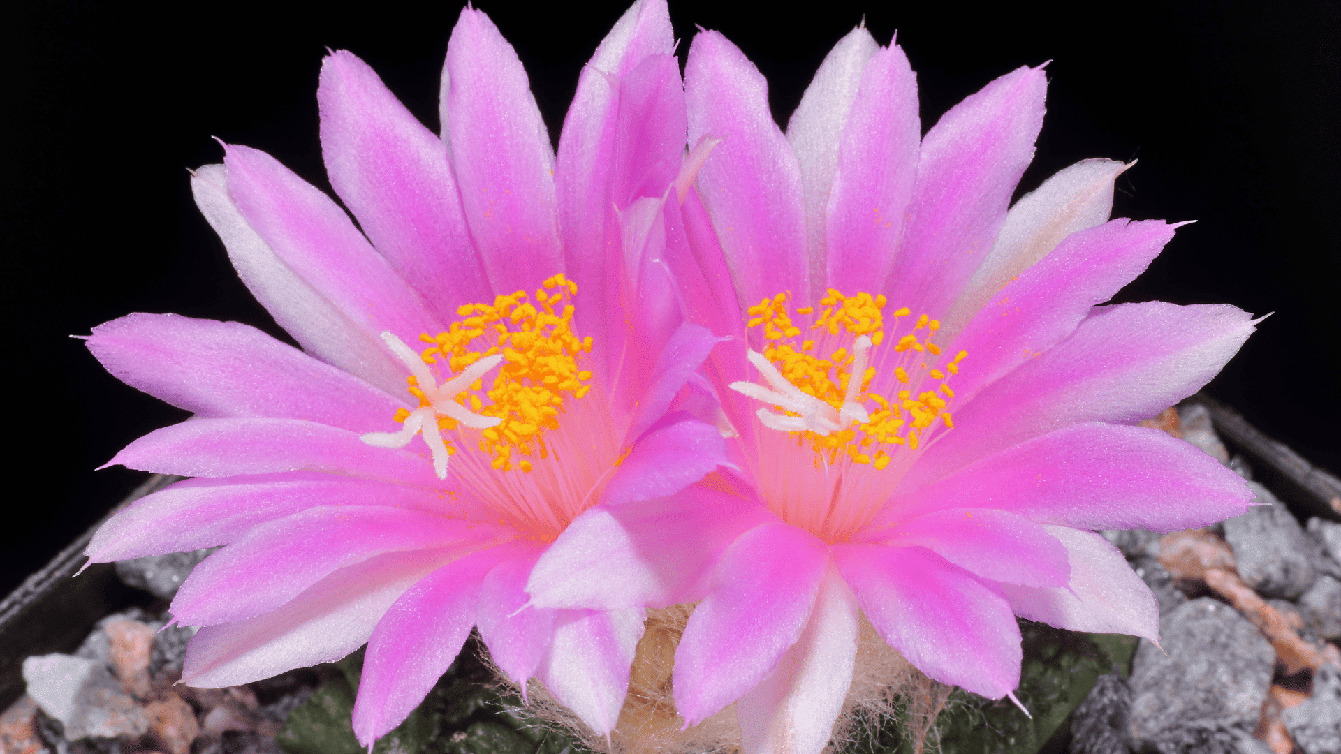 Randy Lemmon Garden Guy For Houston The Gulf Coast randy-lemmon-garden-guy-for-houston-the-gulf-coast