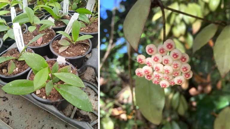 Everything You Need to Know About Hoya sipitangensis