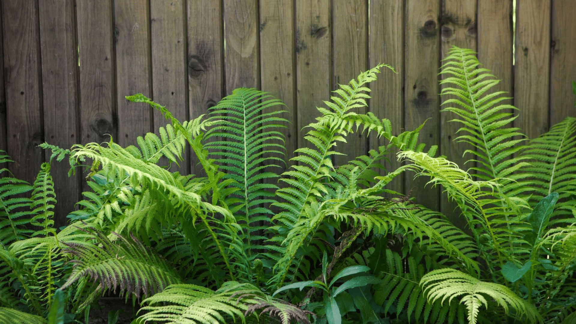 Ferns