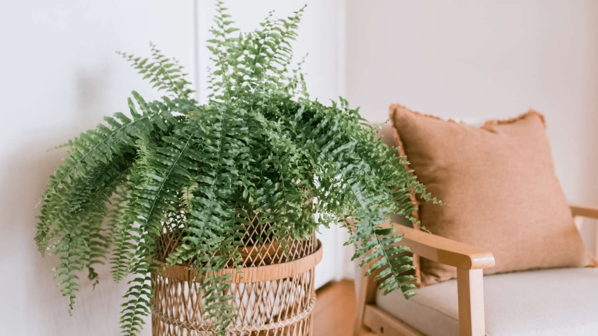 Ferns_Like_the_Boston_Fern
