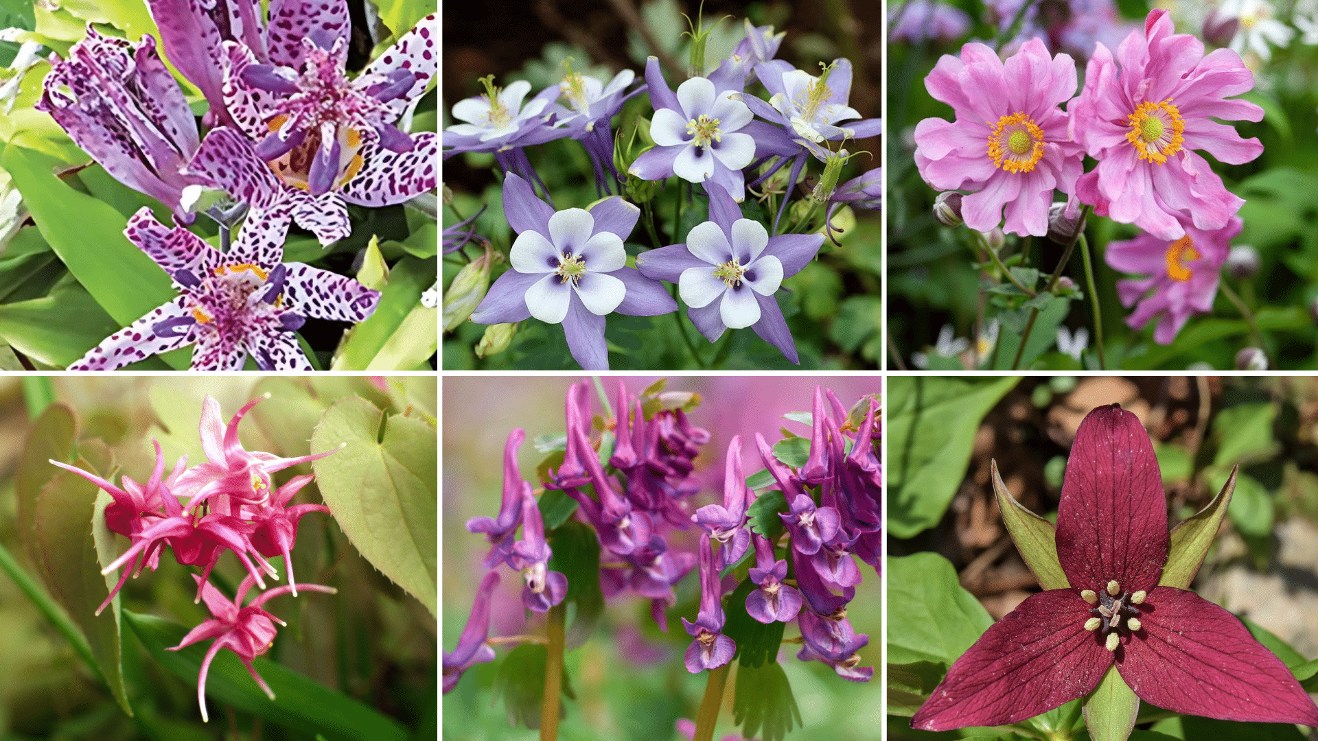Flowering_Plants