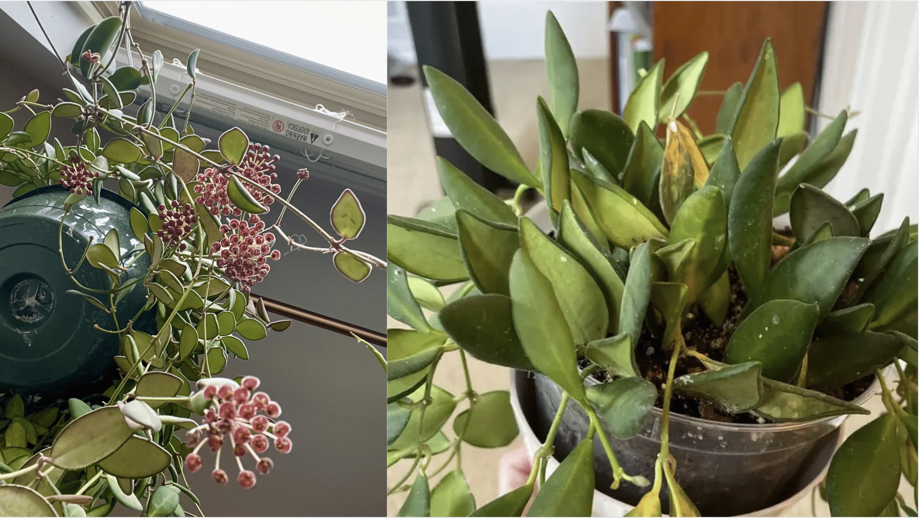 Flowering_and_Blooming