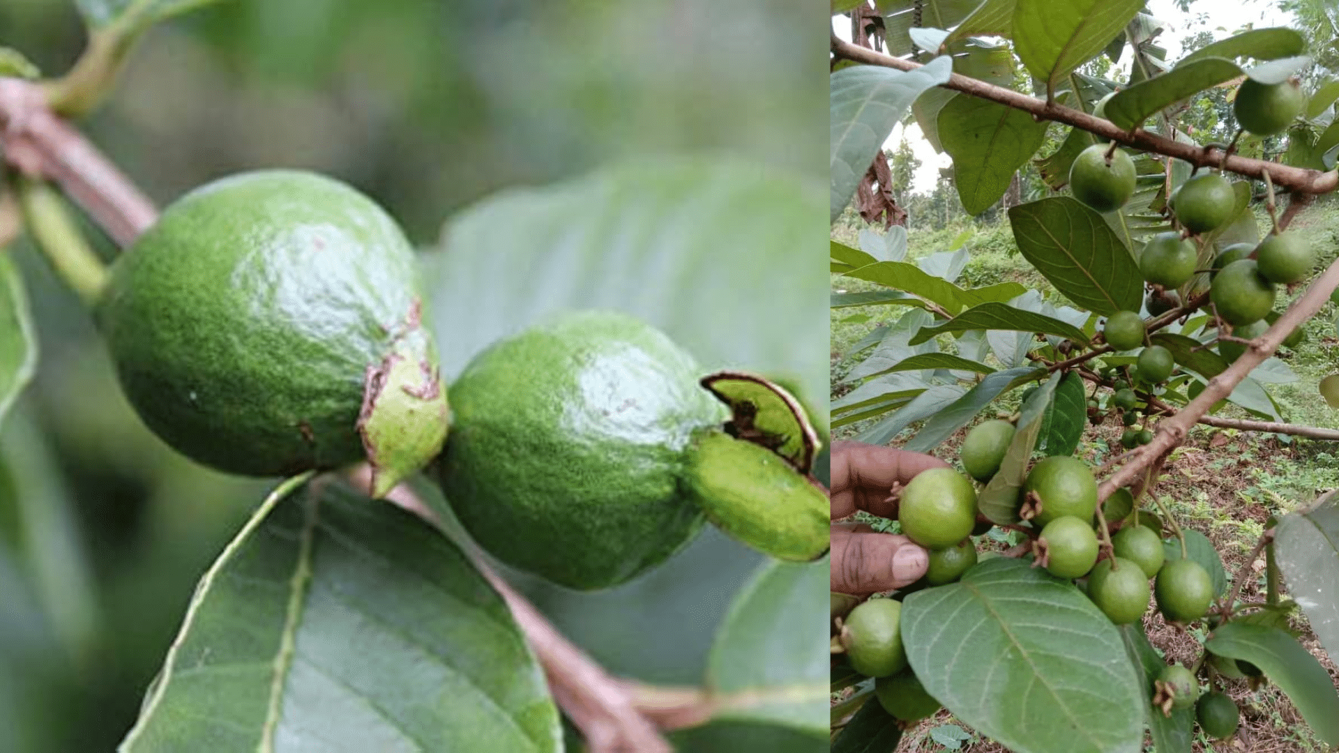 Grape_Guava
