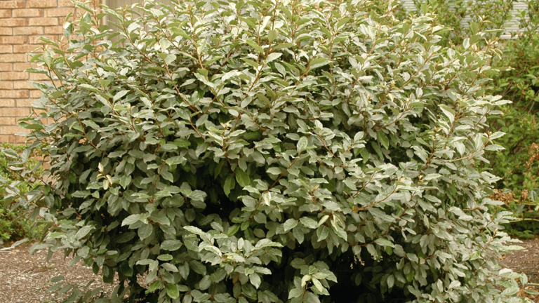 Growing Elaeagnus: A Beginner’s Guide