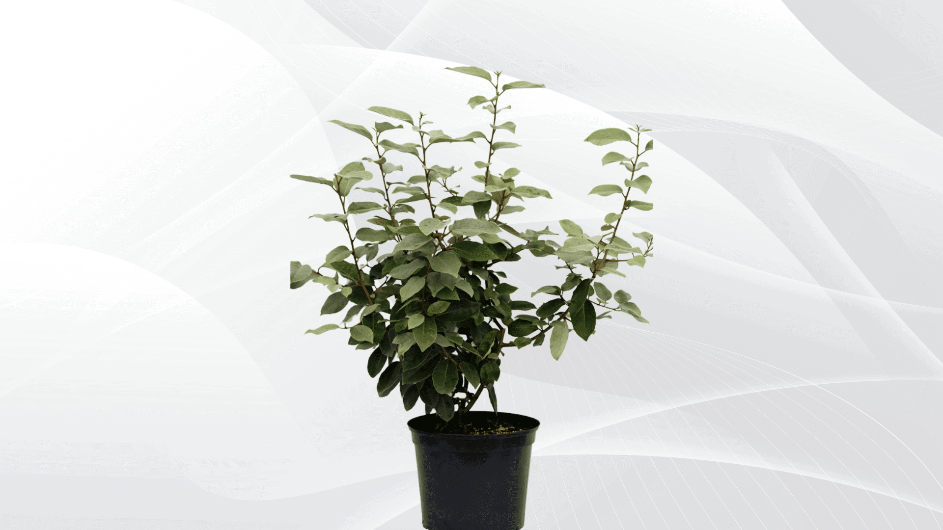 Growing_Elaeagnus_in_Pots