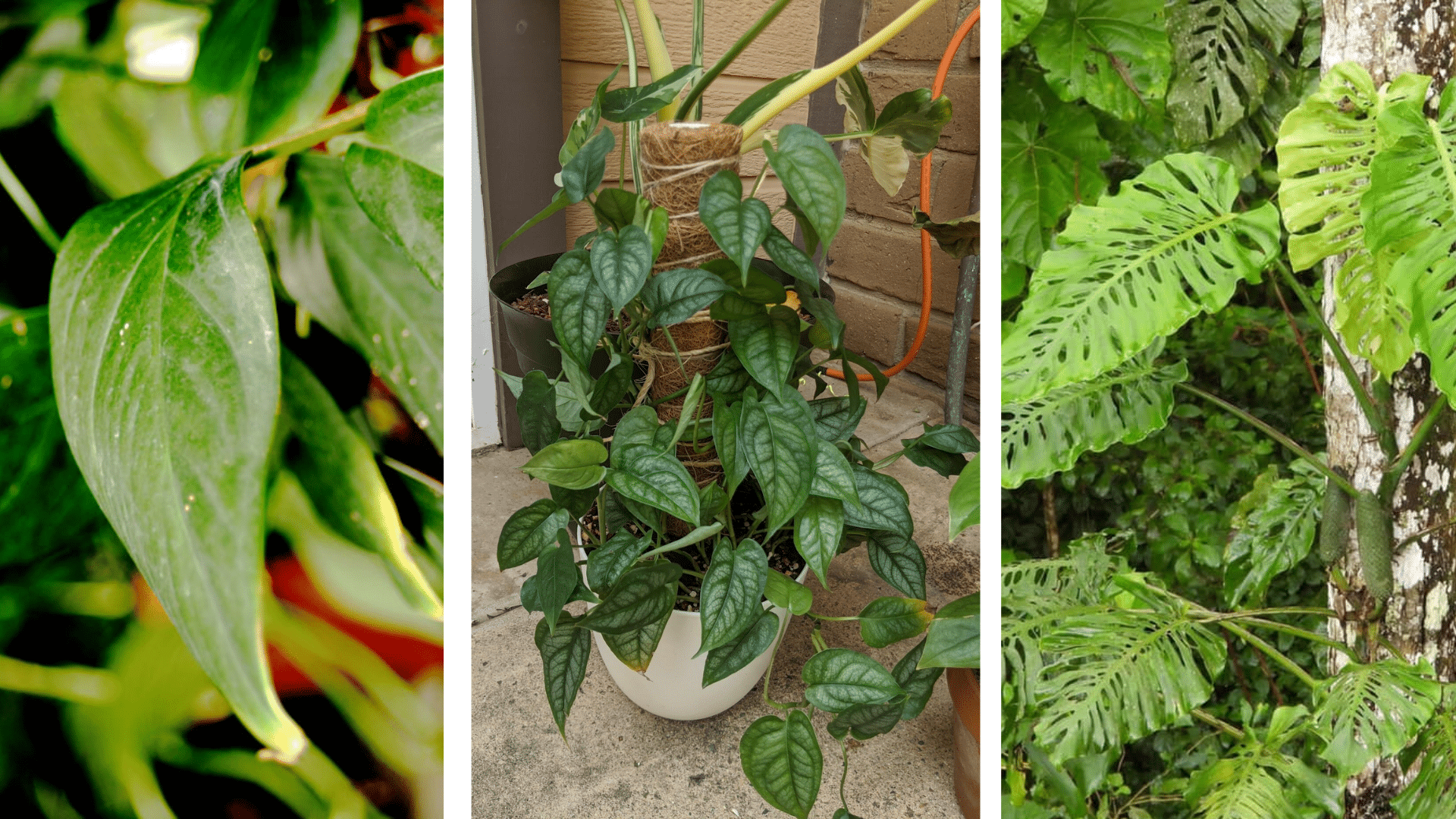 Growth_Journey_of_Monstera_siltepecana