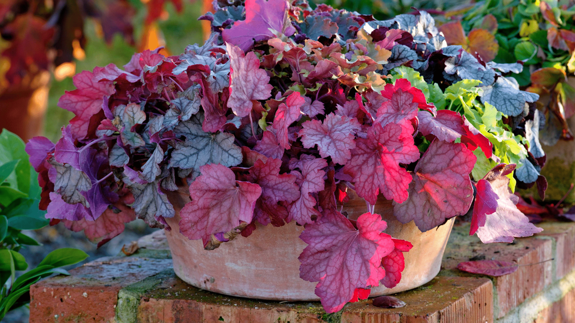 Heuchera_Coral_Bells