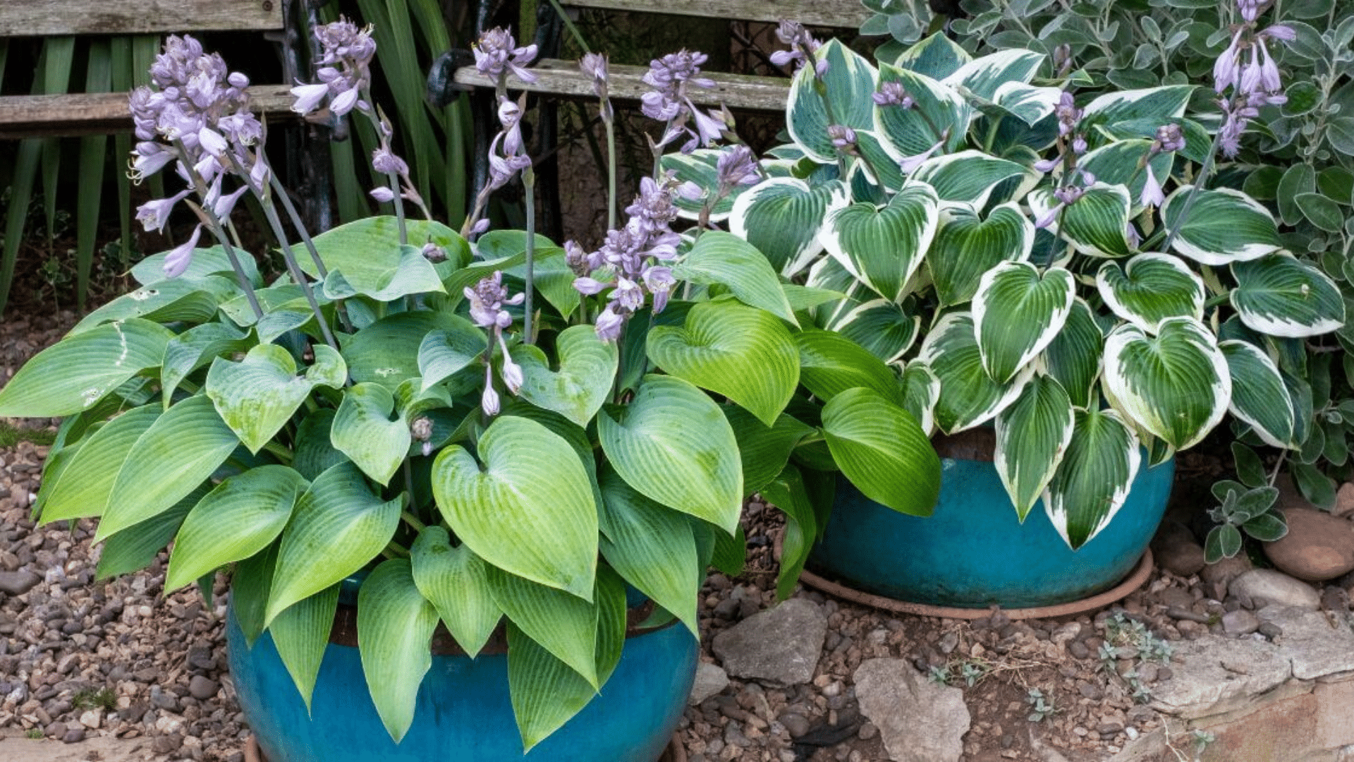 Hostas