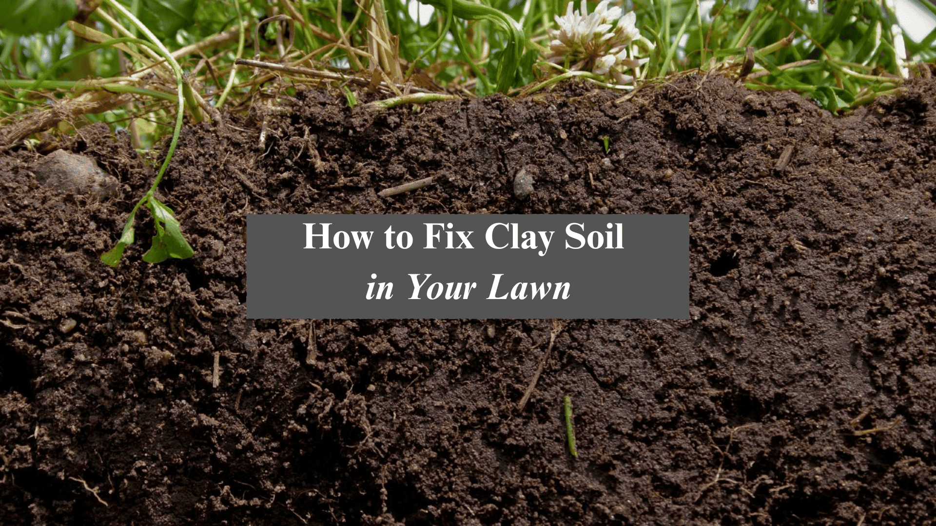 Randy Lemmon Garden Guy For Houston The Gulf Coast randy-lemmon-garden-guy-for-houston-the-gulf-coast