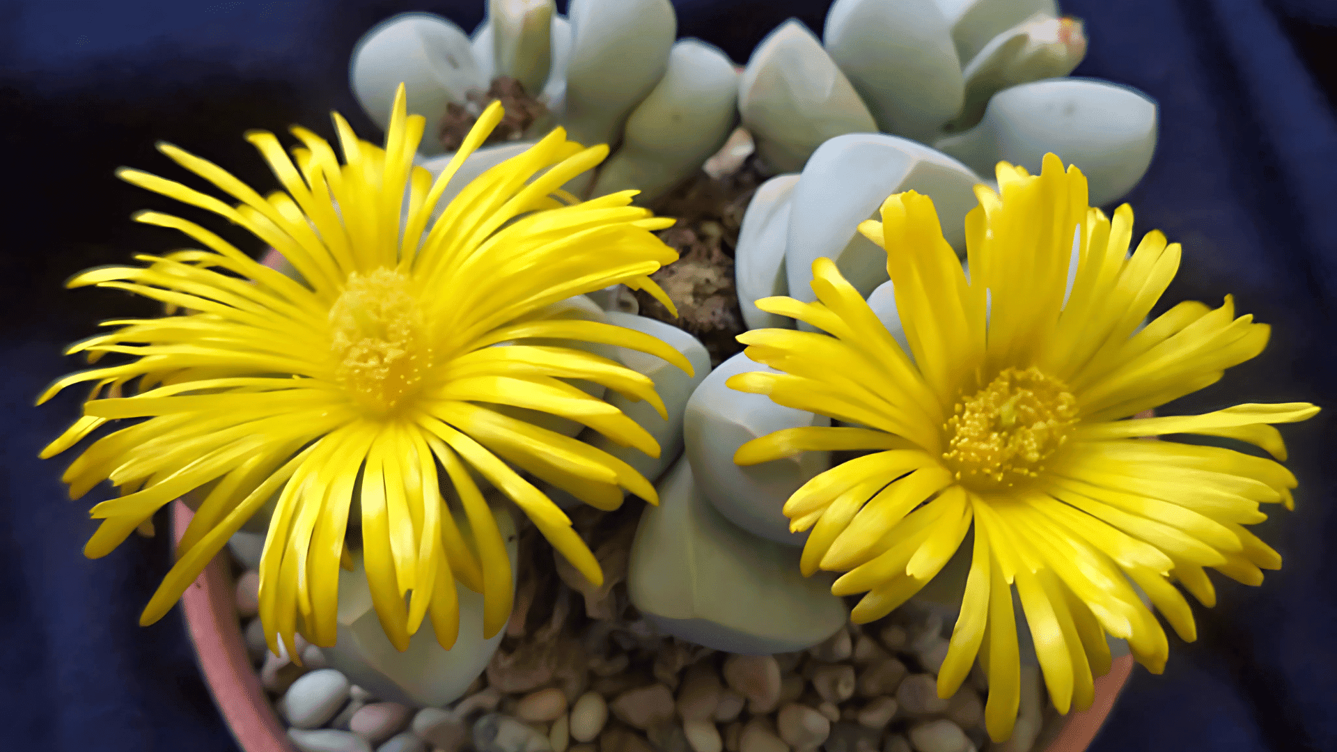 How to Grow Lapidaria Margaretae