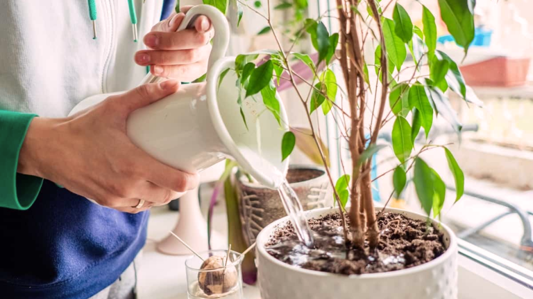 How to Identify and Fix Overwatered Plants Quickly