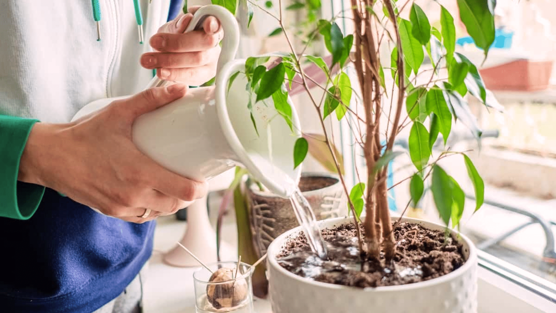 How to Identify and Fix Overwatered Plants Quickly