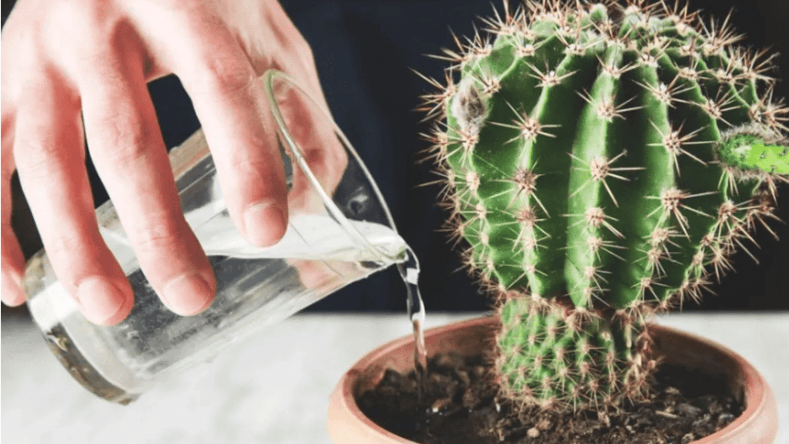 How Often to Water Cactus: Tips for Healthy Growth - Randy Lemmon