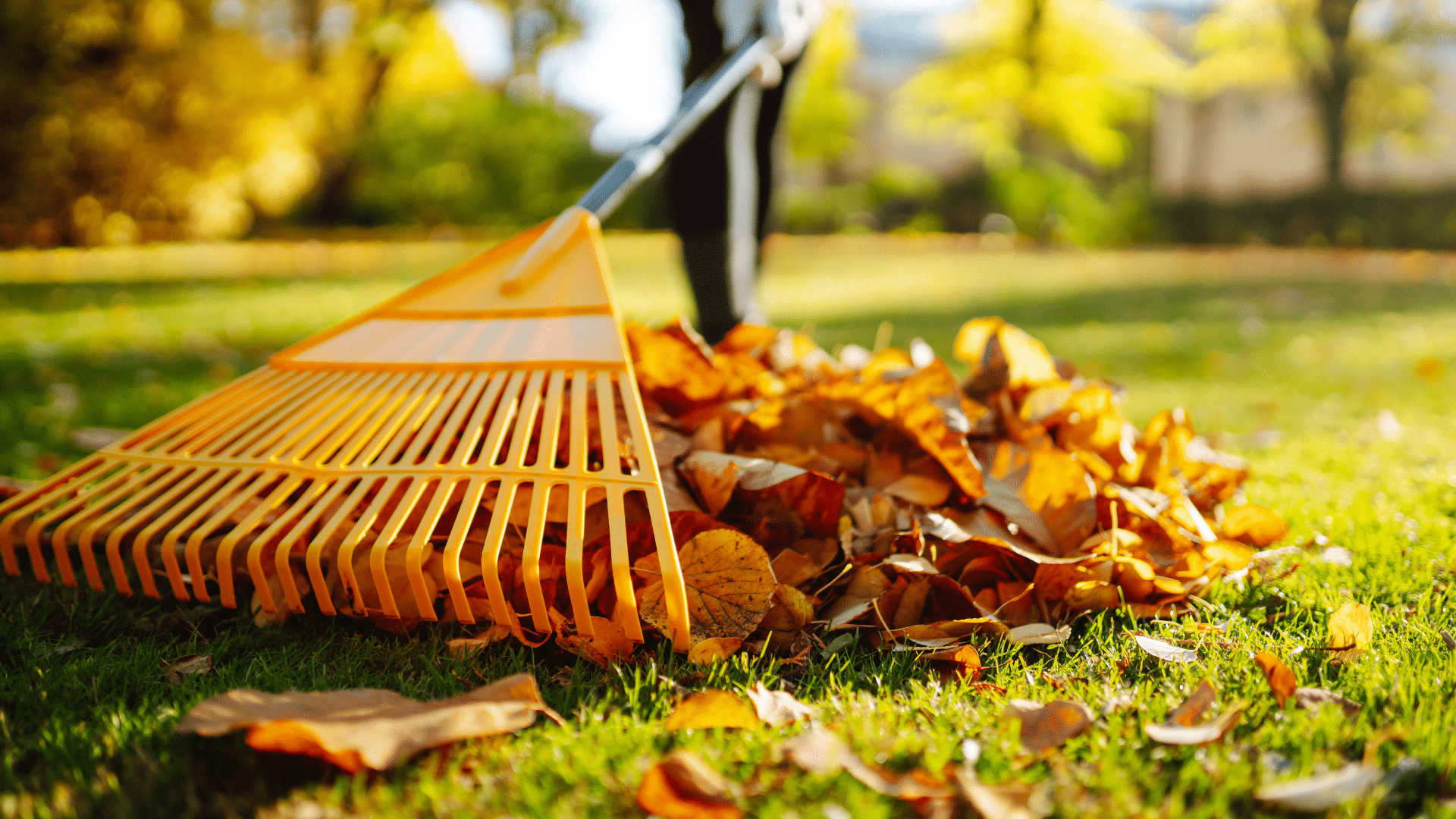 How_to_Make_Leaf_Mulch_Step_by_Step