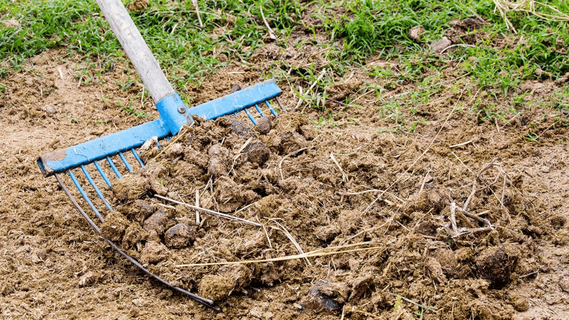 How_to_Use_Horse_Manure_Safely_in_Your_Garden