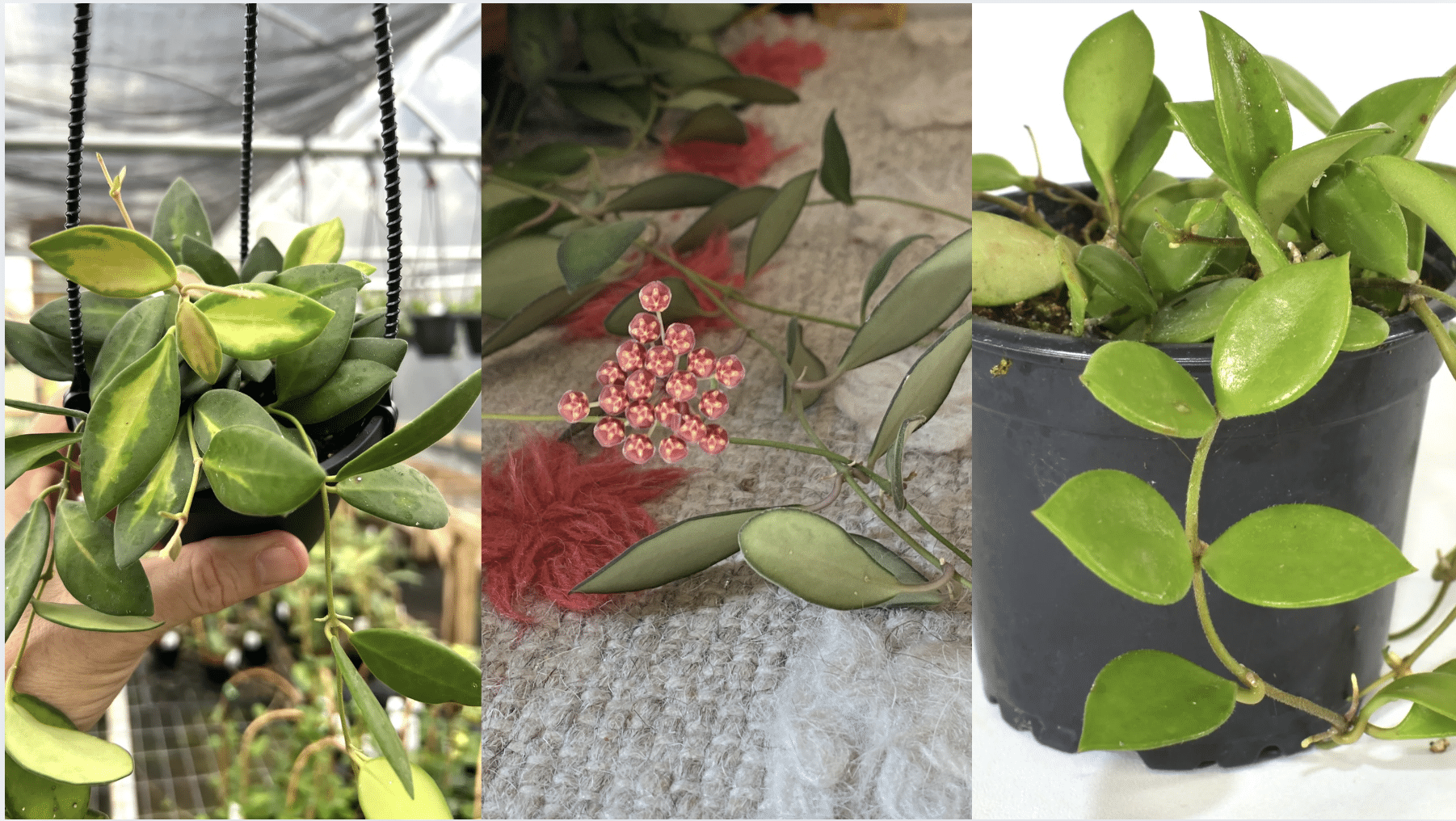 Hoya_Burtoniae_Varieties