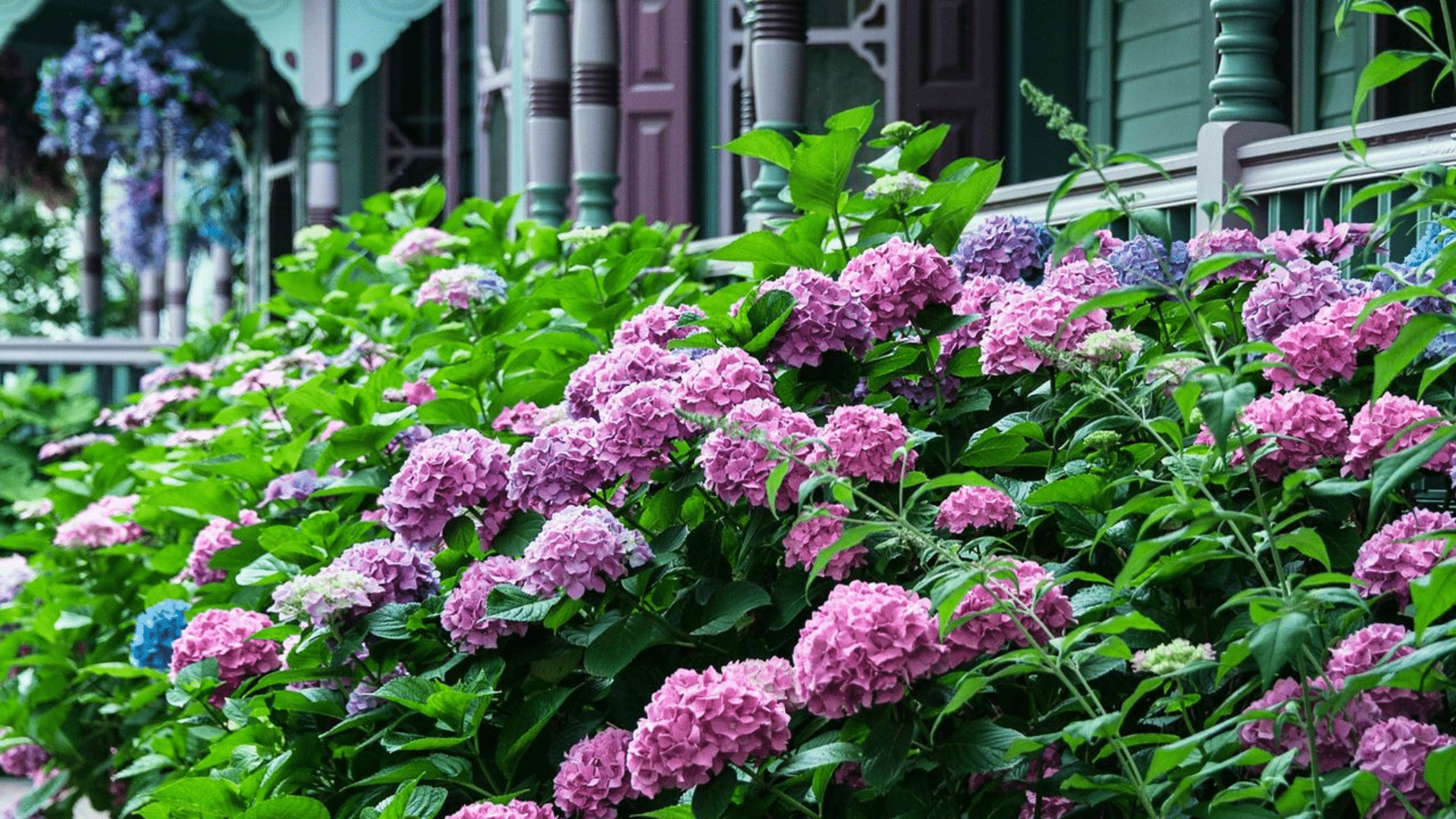 Hydrangeas_Shade-Tolerant_Types