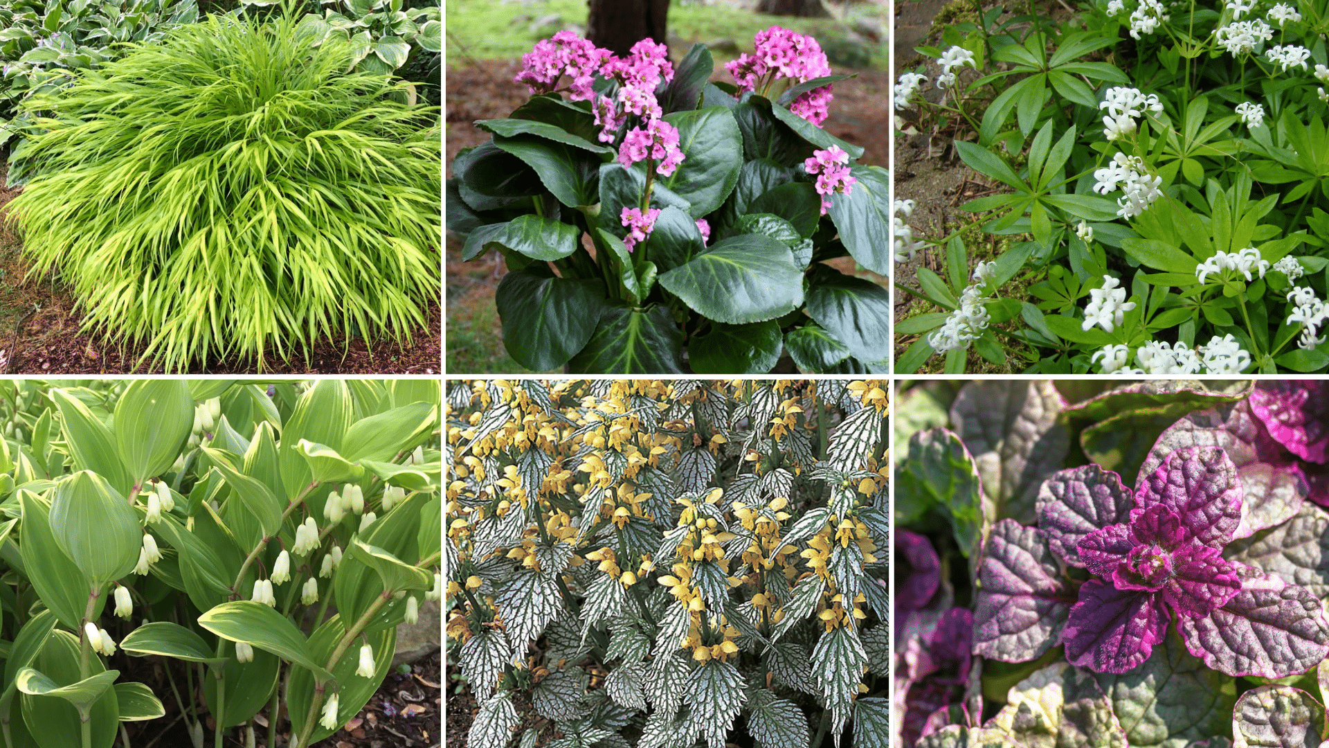 Low-Maintenance_Plants