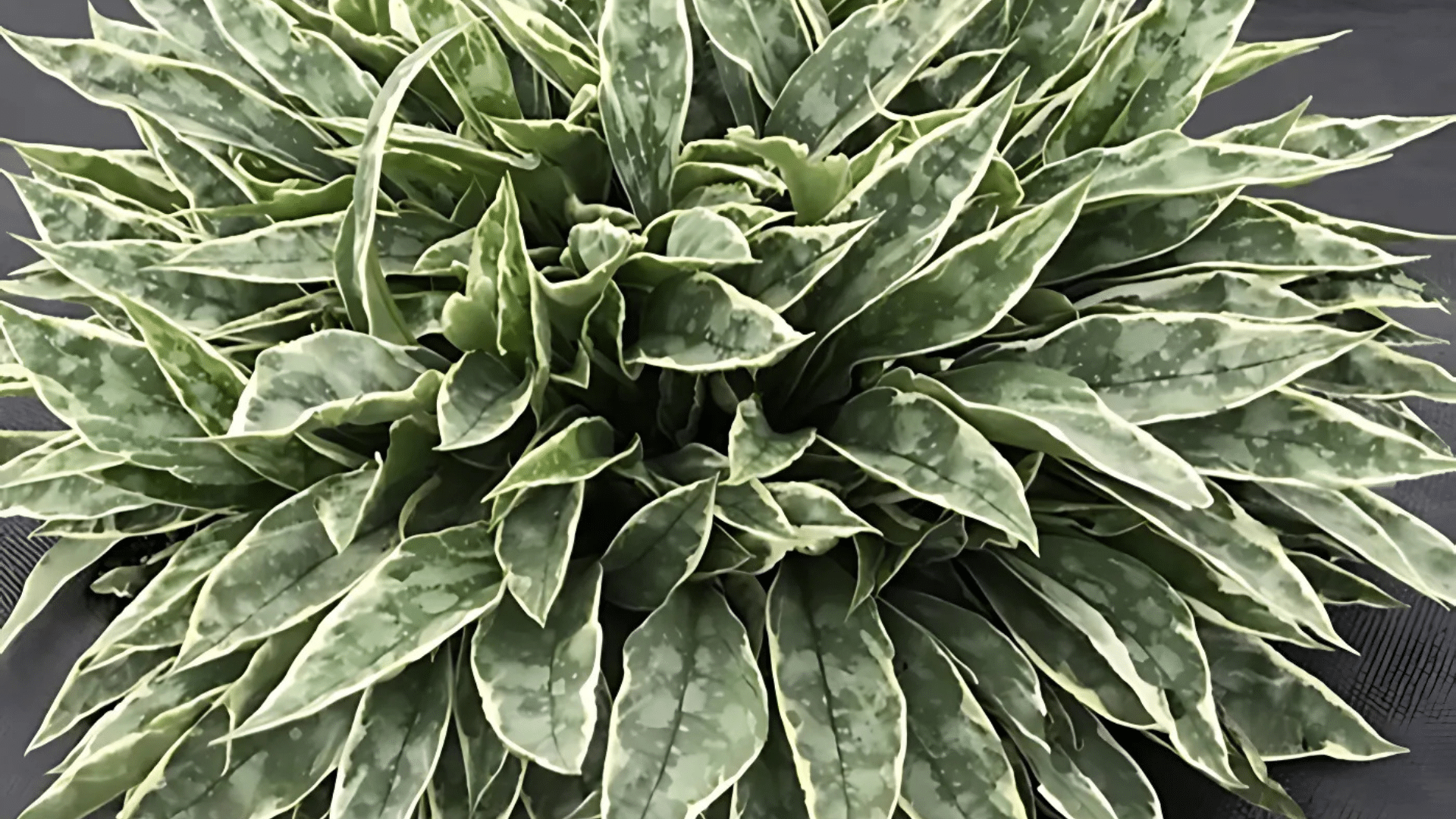 Lungwort_Pulmonaria