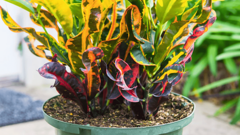 Mammy Croton Care Guide: Tips for Healthy Growth