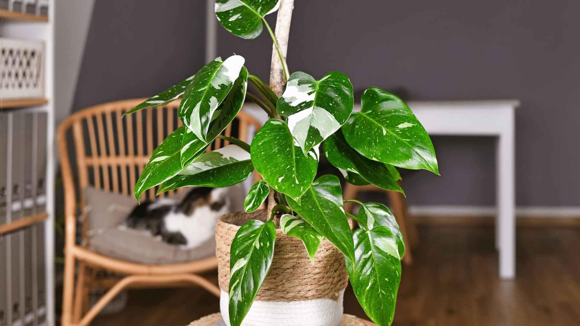 Philodendron