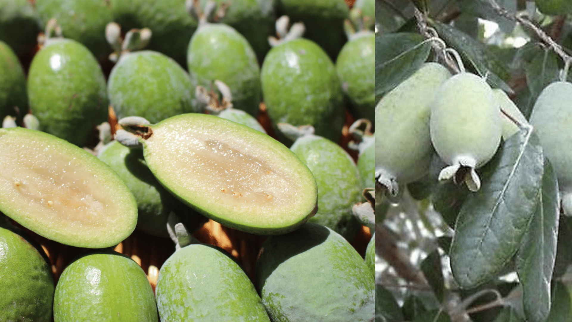 Pineapple_Guava