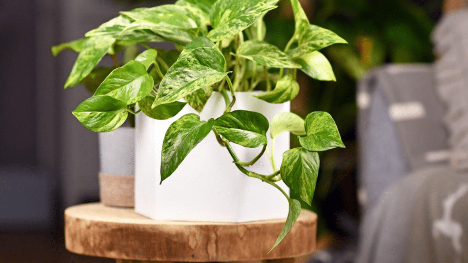 Pothos