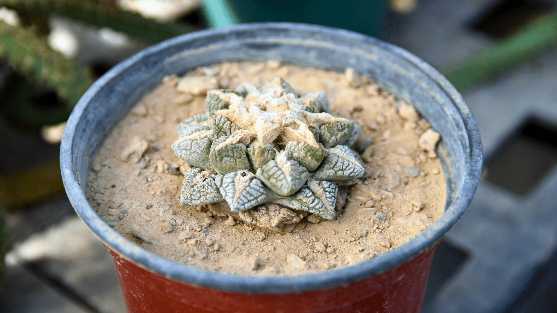 Propagation_of_Ariocarpus_fissuratus