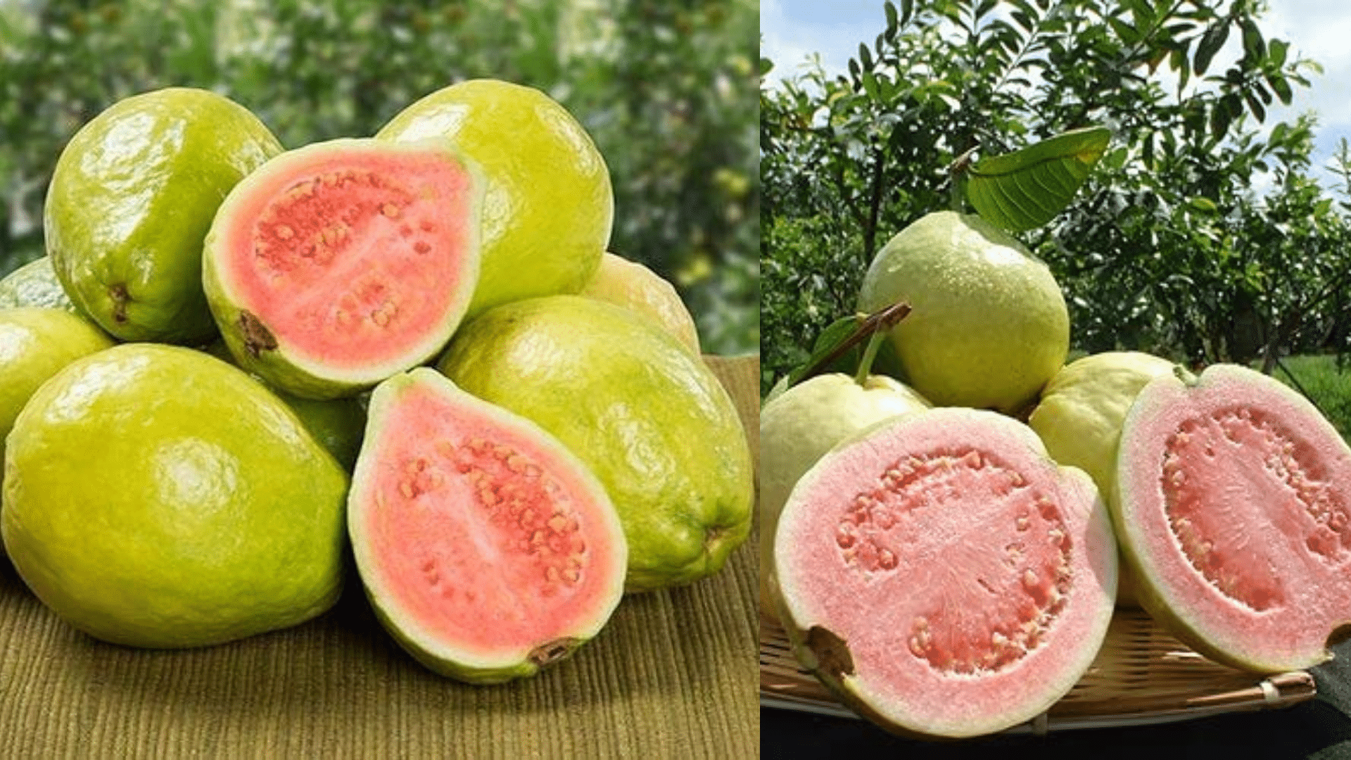Ruby_Supreme_Guava