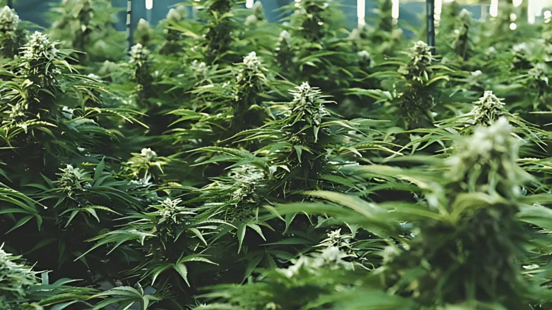 Understanding F1 Genetics in Seeds