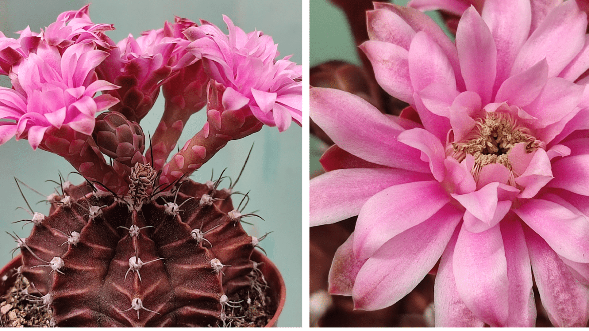Unique_Appearance_of_Gymnocalycium_mihanovichii