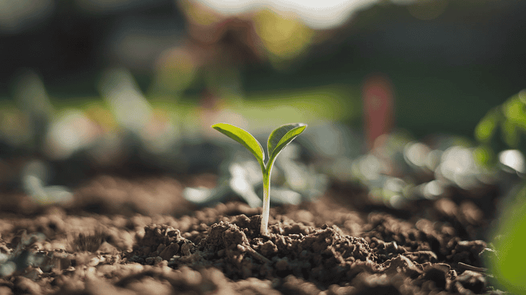What are Small Seeds: Easy Methods and Tools