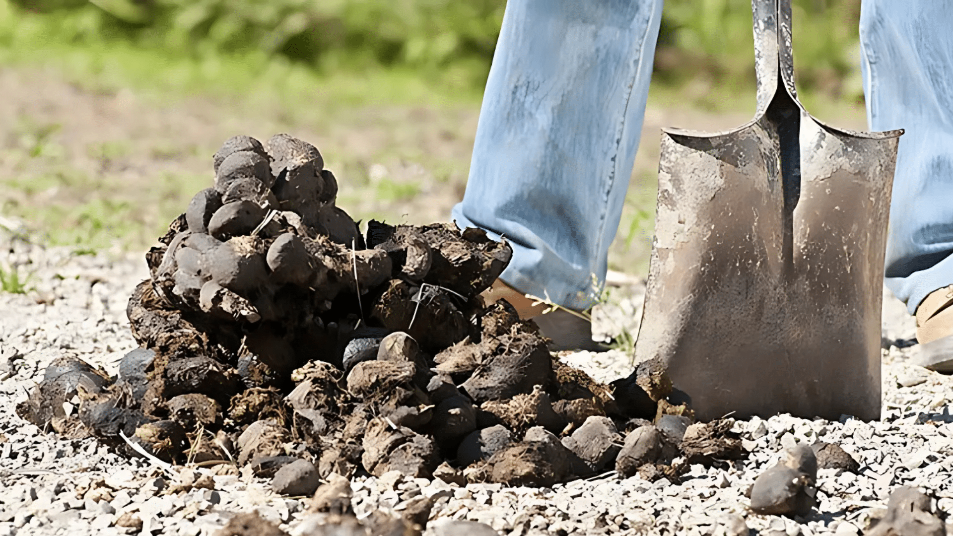 Which Plants Dislike Horse Manure?