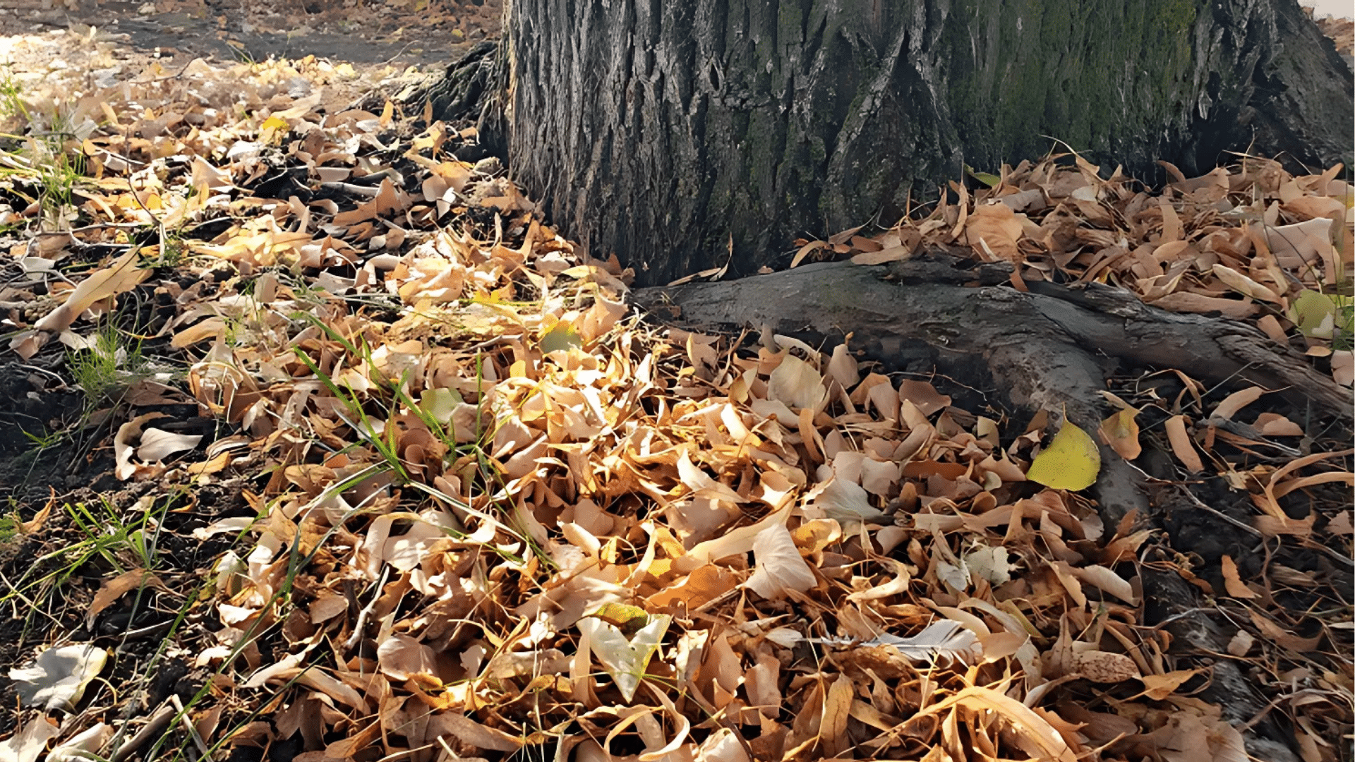Why_Fall_Leaves_Are_Great_for_Your_Garden