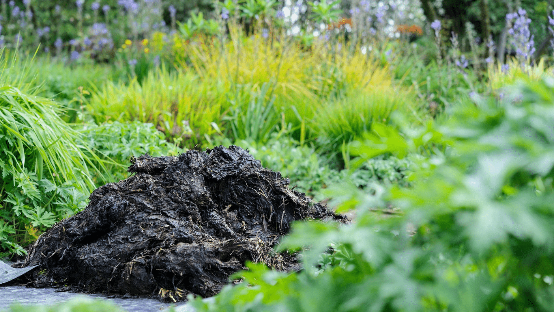 Why_Horse_Manure_Isnt_Good_for_Every_Plant