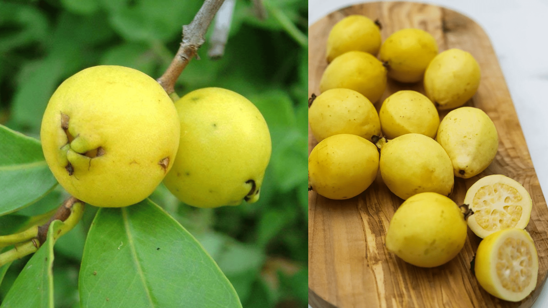 Yellow_Guava