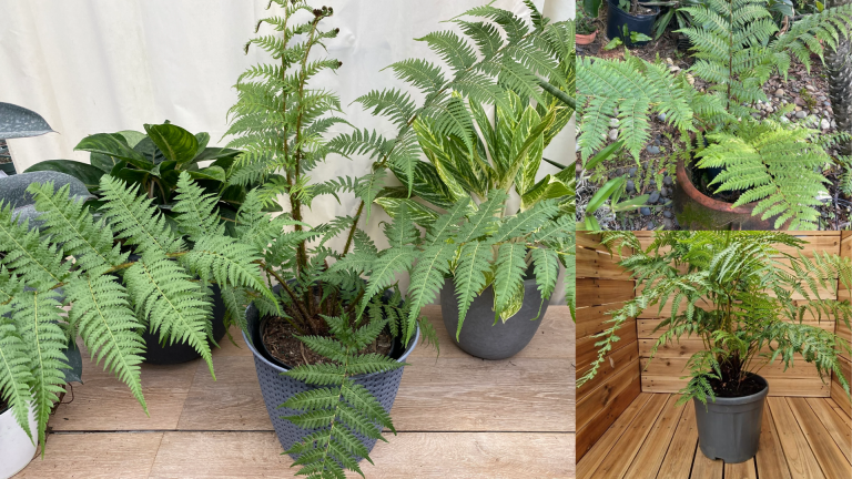 fern tree