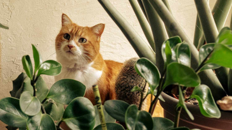 how to keep cats away from plants