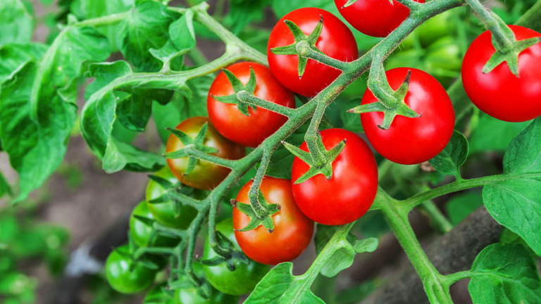13 Best Ways to Grow Tomatoes