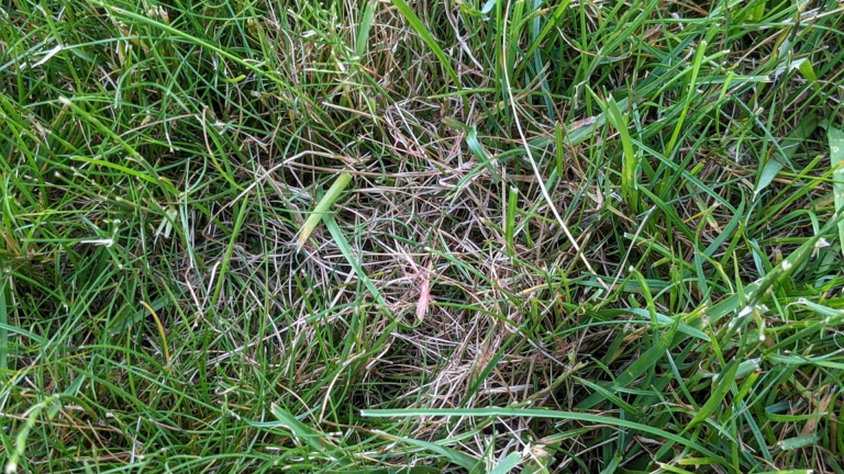 20 Common Lawn Diseases Pictures and Symptoms