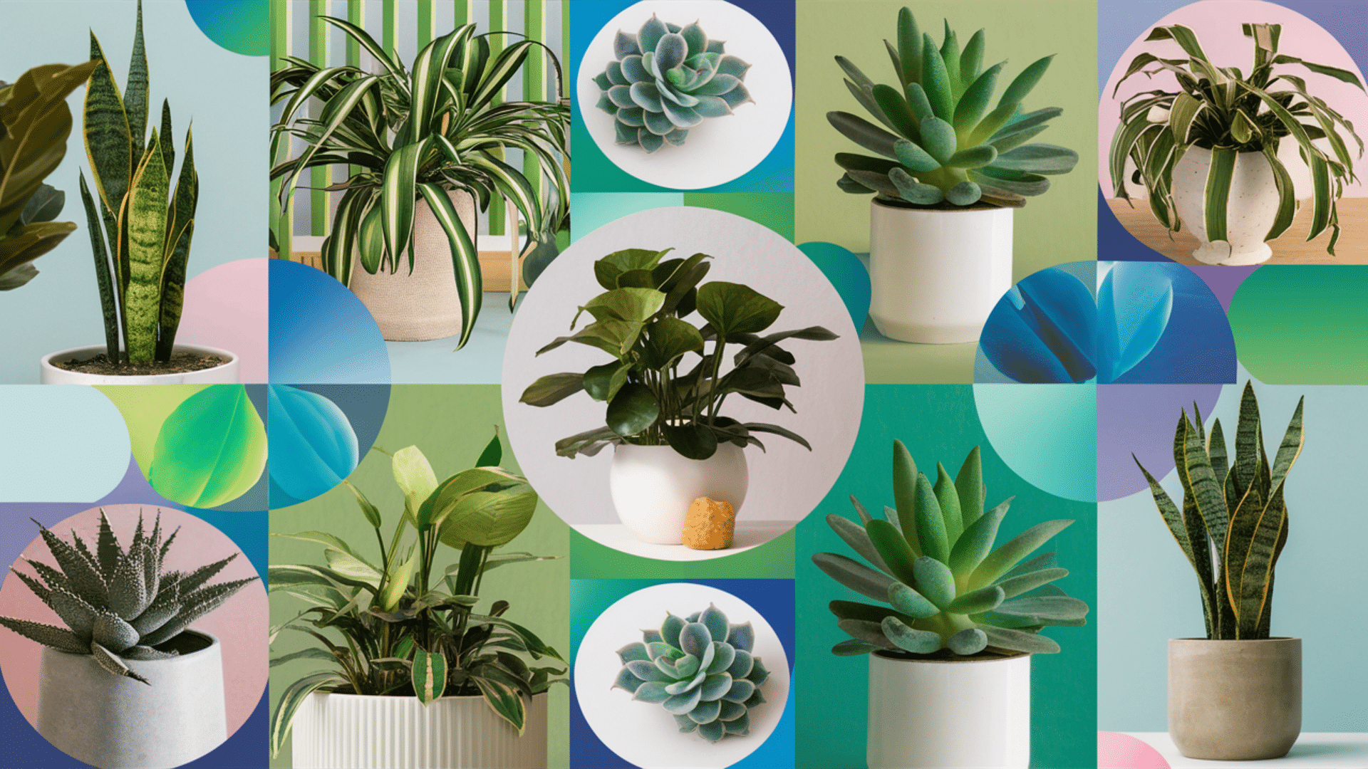 32 Office-Friendly Plants That Survive Anywhere